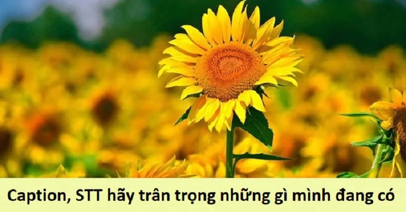 stt-hai-long-voi-nhung-gi-minh-dang-co 3