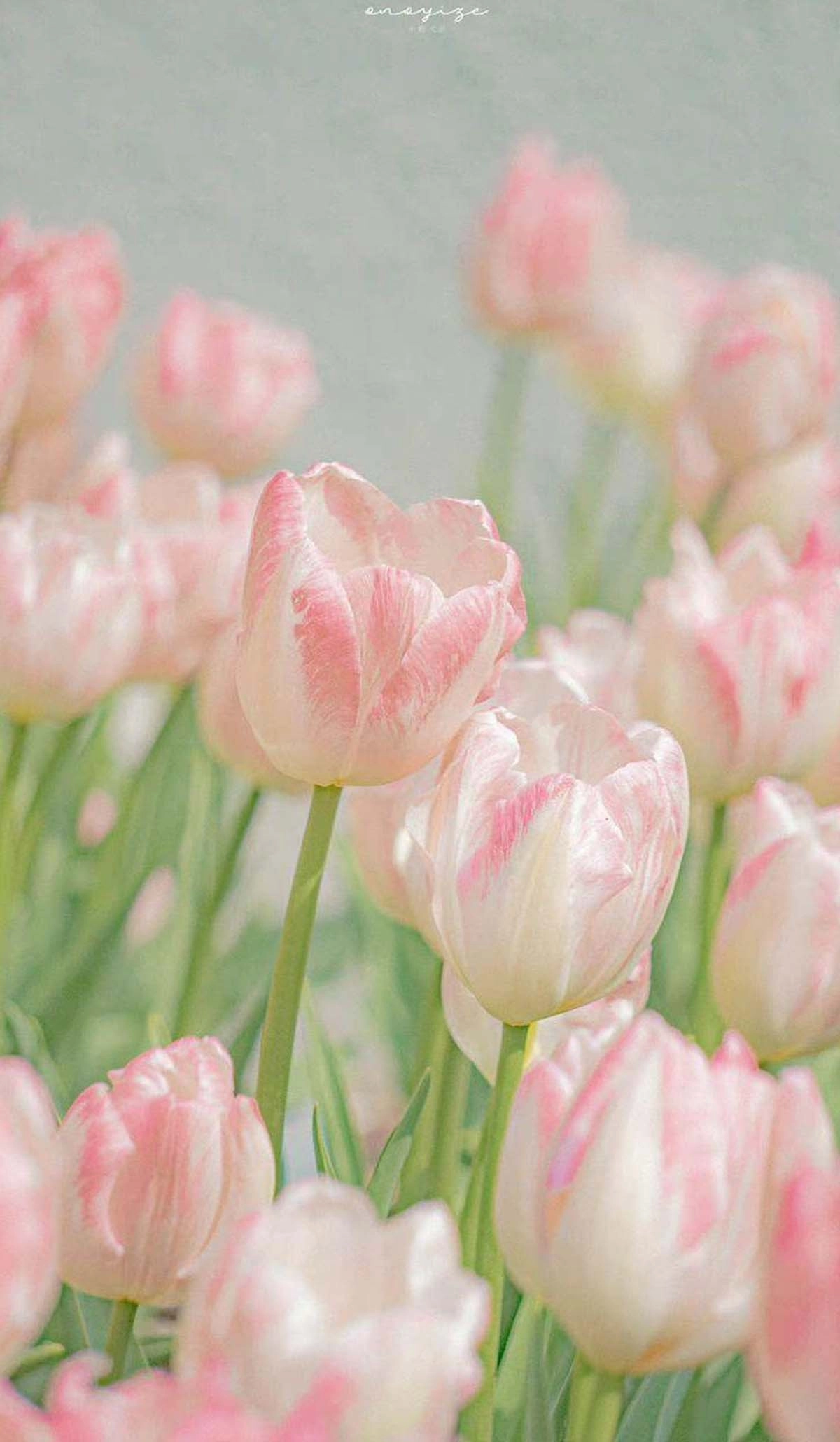 hình nền hoa tulip cho điện thoại-hong-1