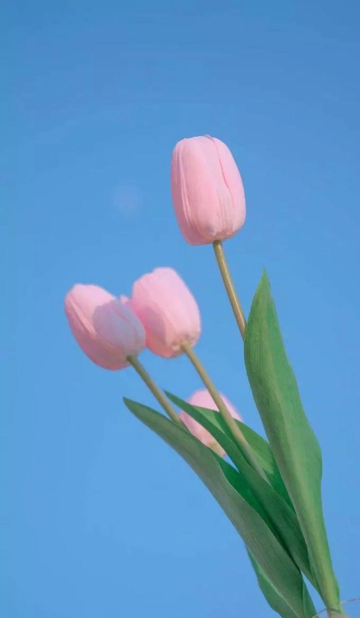 hình nền hoa tulip cho điện thoại-hong-7